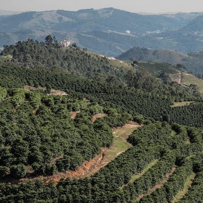 Coffee Cravers Roasterie Brazilian Serra Negra — Coffee Cravers Roasterie (Caffeine Central)