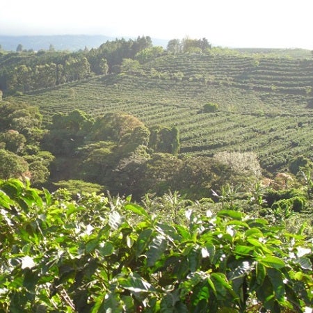 Coffee Cravers Roasterie Costa Rican Tarrazu — Coffee Cravers Roasterie (Caffeine Central)