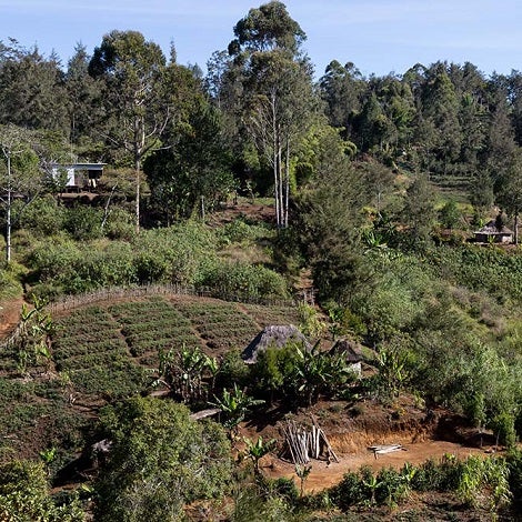 Coffee Cravers Roasterie Papua New Guinea Kunjin
