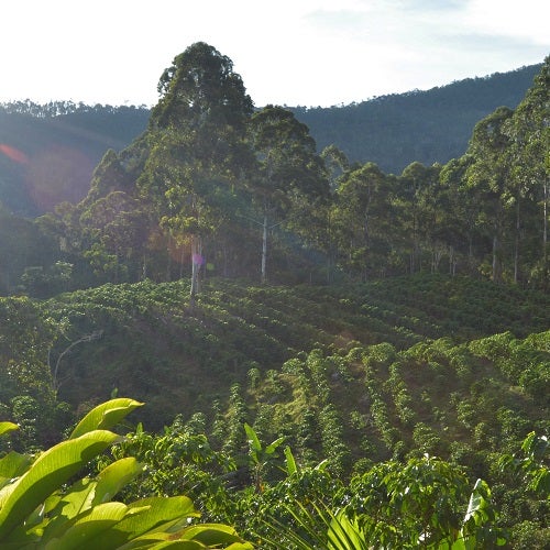 Coffee Cravers Roasterie Fair Trade Organic Peruvian Cajamarca