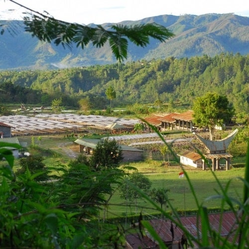 Coffee Cravers Roasterie Sulawesian Toraja